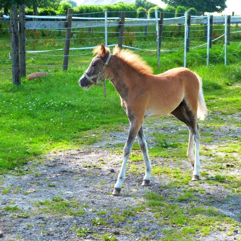 Gite Et Relais Equestre De Marie Tours-en-Vimeu Buitenkant foto
