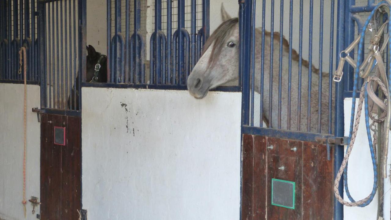 Gite Et Relais Equestre De Marie Tours-en-Vimeu Buitenkant foto