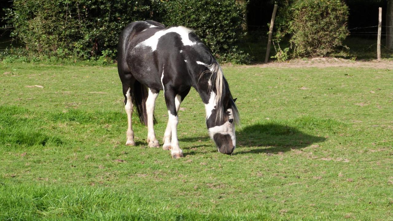 Gite Et Relais Equestre De Marie Tours-en-Vimeu Buitenkant foto